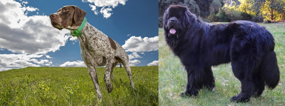 Newfoundland Dog vs Braque Francais (Pyrenean Type) - Breed Comparison