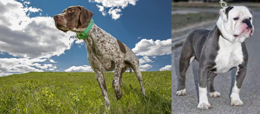 Old English Bulldog vs Braque Francais (Pyrenean Type) - Breed Comparison