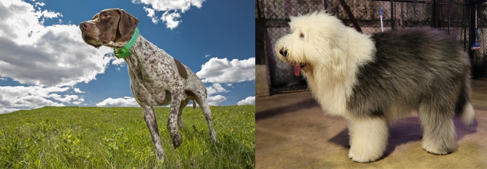 Old English Sheepdog vs Braque Francais (Pyrenean Type) - Breed Comparison