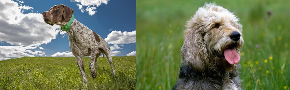 Otterhound vs Braque Francais (Pyrenean Type) - Breed Comparison