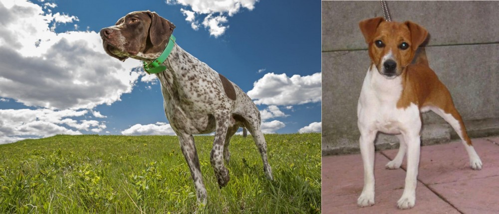Plummer Terrier vs Braque Francais (Pyrenean Type) - Breed Comparison