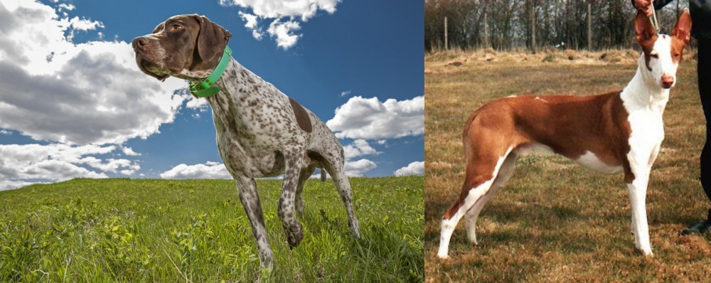 Podenco Canario vs Braque Francais (Pyrenean Type) - Breed Comparison