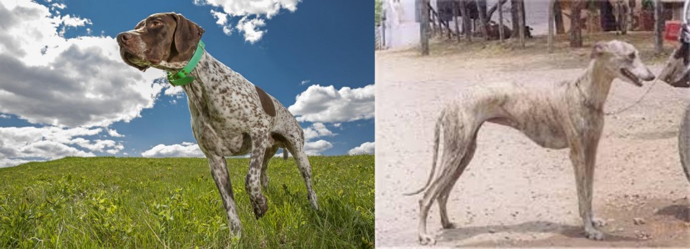 Rampur Greyhound vs Braque Francais (Pyrenean Type) - Breed Comparison