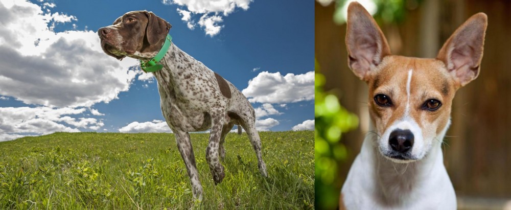 Rat Terrier vs Braque Francais (Pyrenean Type) - Breed Comparison
