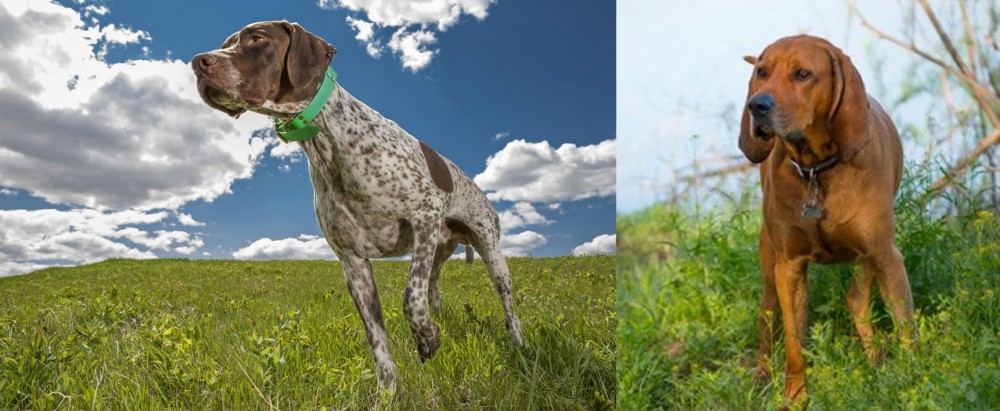 Redbone Coonhound vs Braque Francais (Pyrenean Type) - Breed Comparison