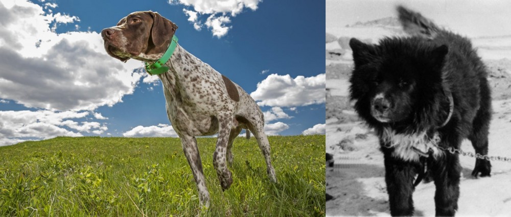 Sakhalin Husky vs Braque Francais (Pyrenean Type) - Breed Comparison