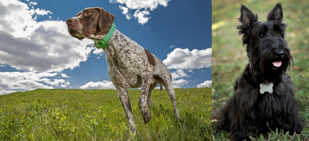 Scoland Terrier vs Braque Francais (Pyrenean Type) - Breed Comparison