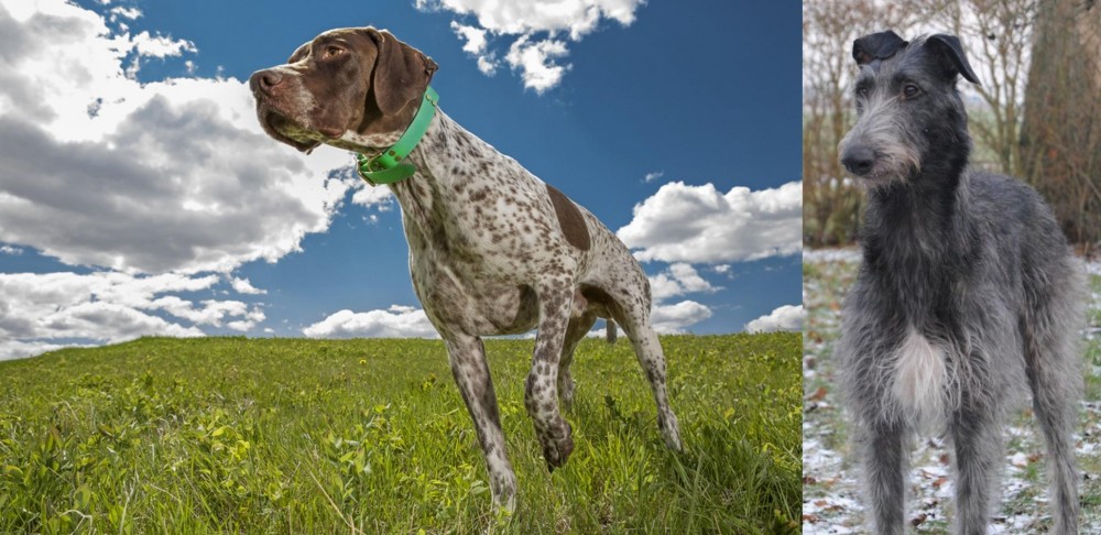 Scottish Deerhound vs Braque Francais (Pyrenean Type) - Breed Comparison