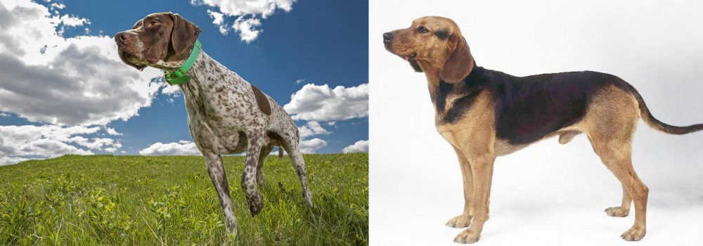 Serbian Hound vs Braque Francais (Pyrenean Type) - Breed Comparison