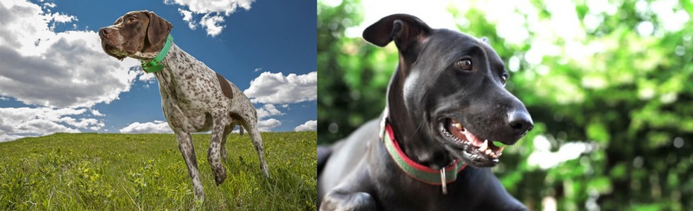 Shepard Labrador vs Braque Francais (Pyrenean Type) - Breed Comparison