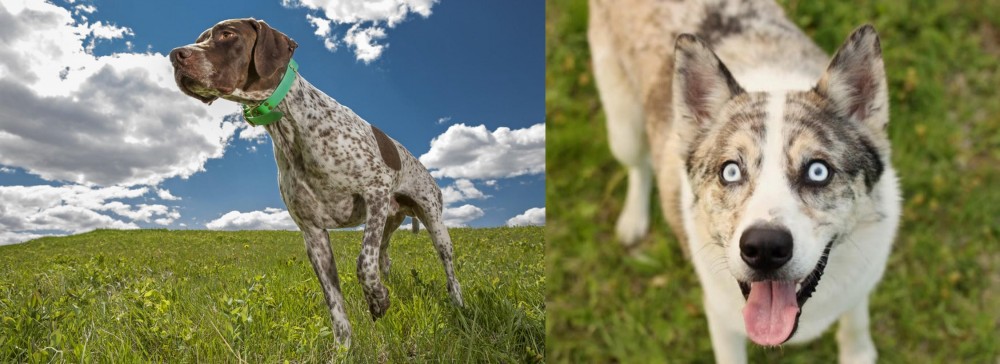 Shepherd Husky vs Braque Francais (Pyrenean Type) - Breed Comparison