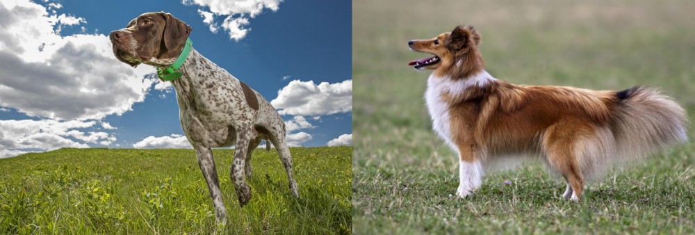 Shetland Sheepdog vs Braque Francais (Pyrenean Type) - Breed Comparison