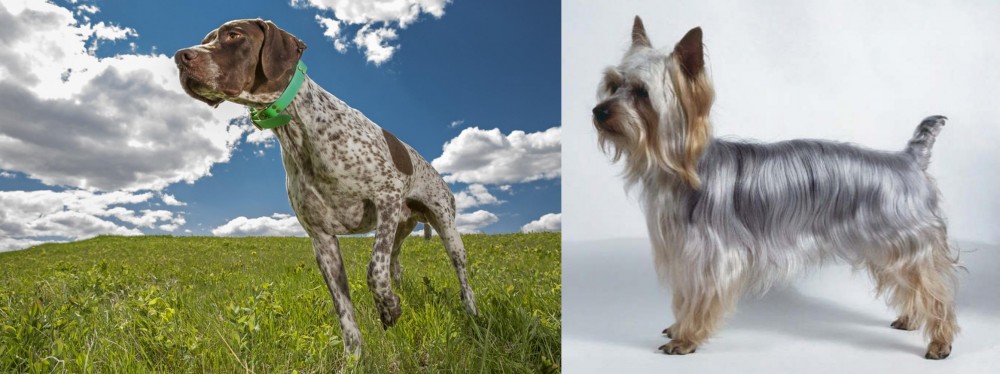 Silky Terrier vs Braque Francais (Pyrenean Type) - Breed Comparison