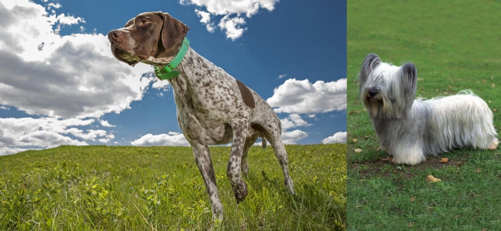 Skye Terrier vs Braque Francais (Pyrenean Type) - Breed Comparison