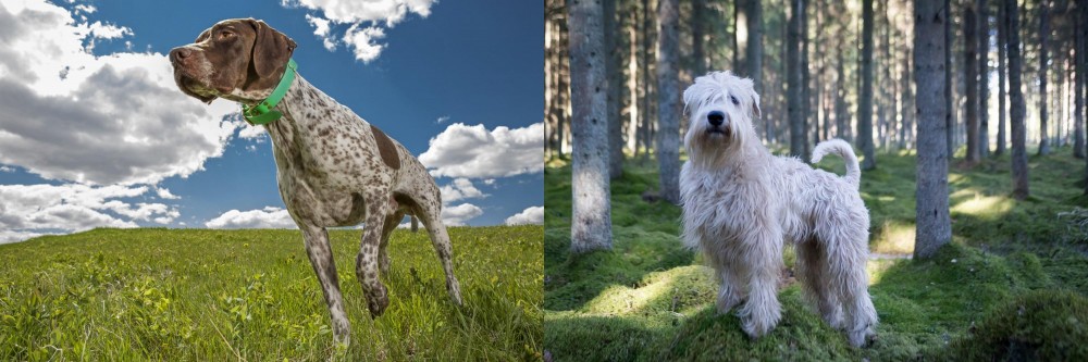 Soft-Coated Wheaten Terrier vs Braque Francais (Pyrenean Type) - Breed Comparison