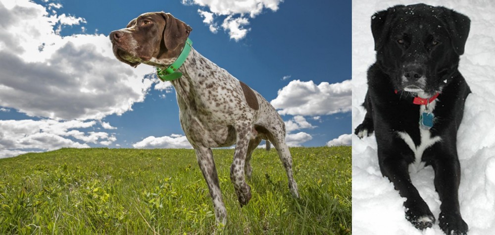 St. John's Water Dog vs Braque Francais (Pyrenean Type) - Breed Comparison
