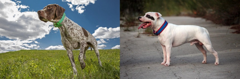 Staffordshire Bull Terrier vs Braque Francais (Pyrenean Type) - Breed Comparison