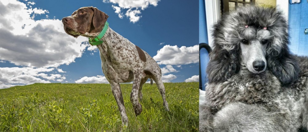 Standard Poodle vs Braque Francais (Pyrenean Type) - Breed Comparison