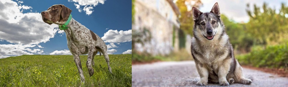 Swedish Vallhund vs Braque Francais (Pyrenean Type) - Breed Comparison