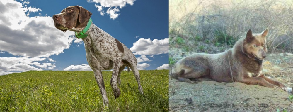 Tahltan Bear Dog vs Braque Francais (Pyrenean Type) - Breed Comparison