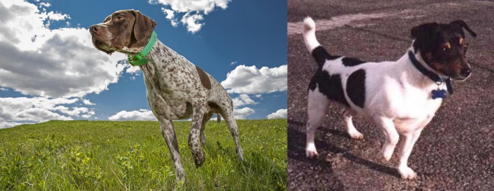 Teddy Roosevelt Terrier vs Braque Francais (Pyrenean Type) - Breed Comparison