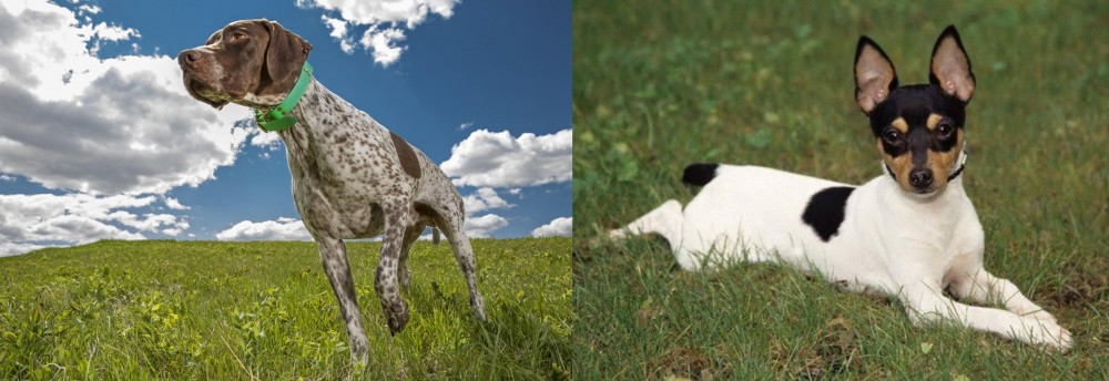 Toy Fox Terrier vs Braque Francais (Pyrenean Type) - Breed Comparison