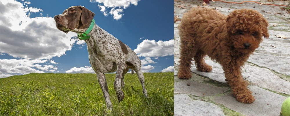 Toy Poodle vs Braque Francais (Pyrenean Type) - Breed Comparison