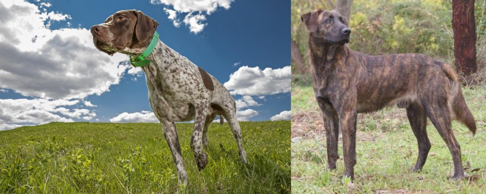 Treeing Tennessee Brindle vs Braque Francais (Pyrenean Type) - Breed Comparison