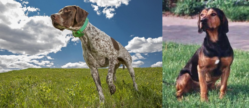 Tyrolean Hound vs Braque Francais (Pyrenean Type) - Breed Comparison