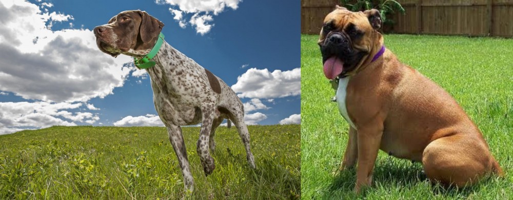 Valley Bulldog vs Braque Francais (Pyrenean Type) - Breed Comparison