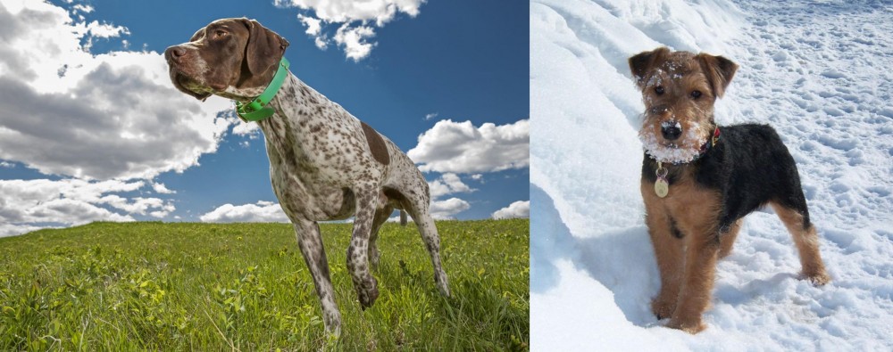 Welsh Terrier vs Braque Francais (Pyrenean Type) - Breed Comparison