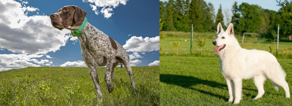 White Shepherd vs Braque Francais (Pyrenean Type) - Breed Comparison