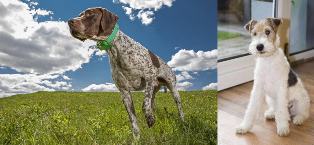 Wire Fox Terrier vs Braque Francais (Pyrenean Type) - Breed Comparison