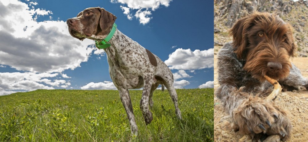 Wirehaired Pointing Griffon vs Braque Francais (Pyrenean Type) - Breed Comparison