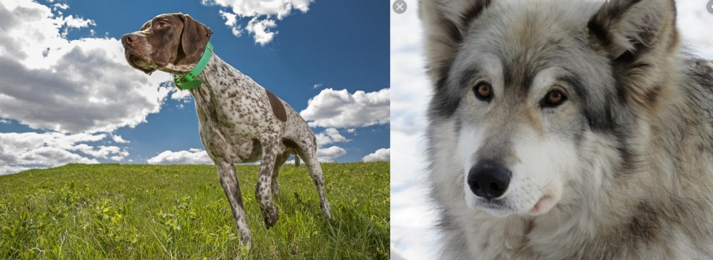 Wolfdog vs Braque Francais (Pyrenean Type) - Breed Comparison