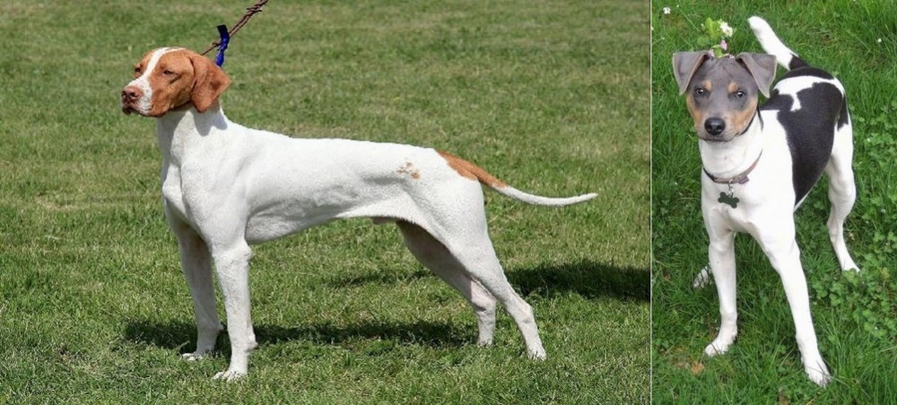 Brazilian Terrier vs Braque Saint-Germain - Breed Comparison