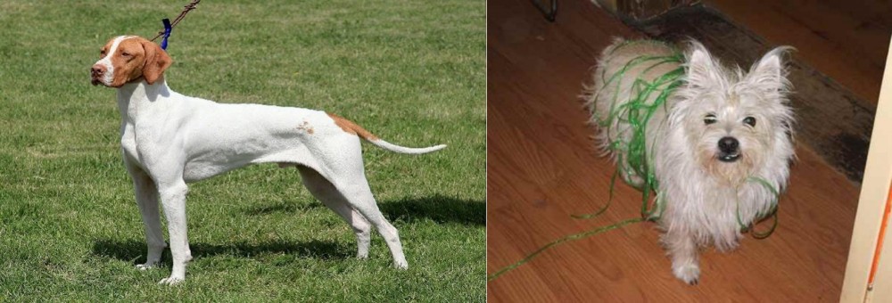 Cairland Terrier vs Braque Saint-Germain - Breed Comparison