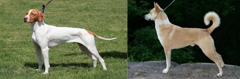 Canaan Dog vs Braque Saint-Germain - Breed Comparison