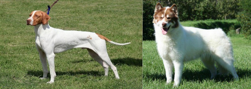 Canadian Eskimo Dog vs Braque Saint-Germain - Breed Comparison