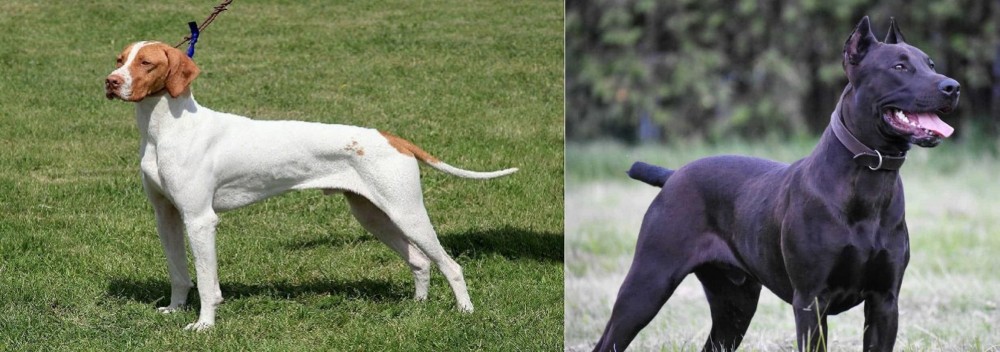Canis Panther vs Braque Saint-Germain - Breed Comparison