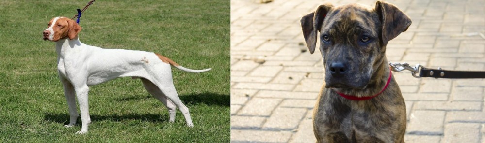 Catahoula Bulldog vs Braque Saint-Germain - Breed Comparison