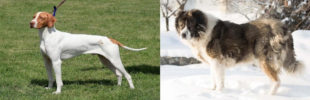 Caucasian Shepherd vs Braque Saint-Germain - Breed Comparison