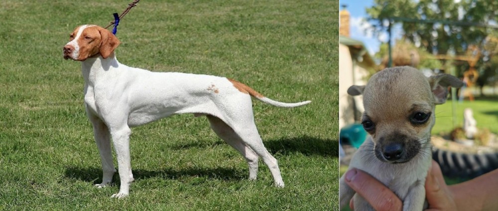 Chihuahua vs Braque Saint-Germain - Breed Comparison