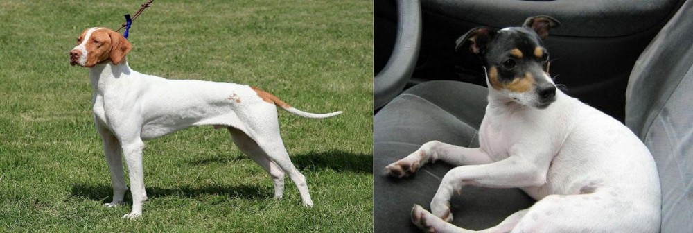 Chilean Fox Terrier vs Braque Saint-Germain - Breed Comparison