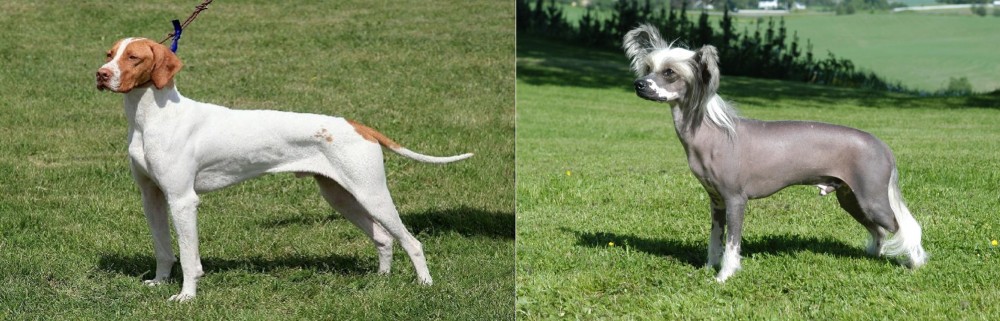 Chinese Crested Dog vs Braque Saint-Germain - Breed Comparison