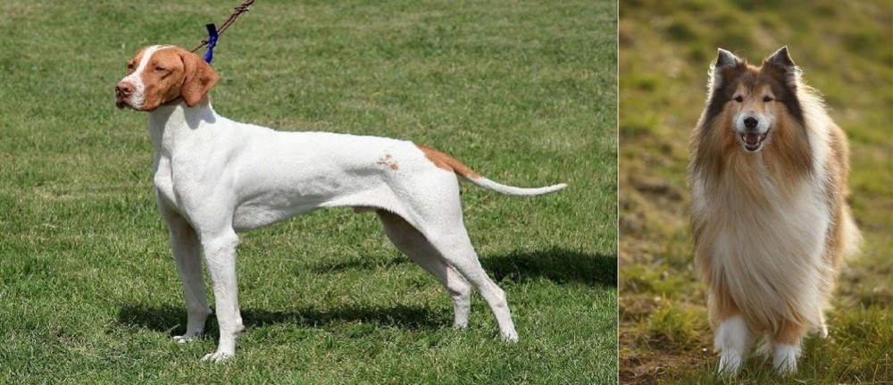 Collie vs Braque Saint-Germain - Breed Comparison