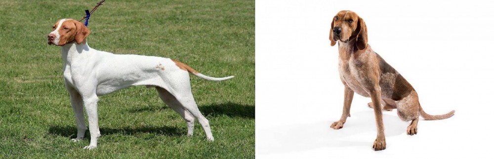Coonhound vs Braque Saint-Germain - Breed Comparison