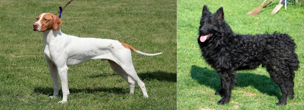 Croatian Sheepdog vs Braque Saint-Germain - Breed Comparison