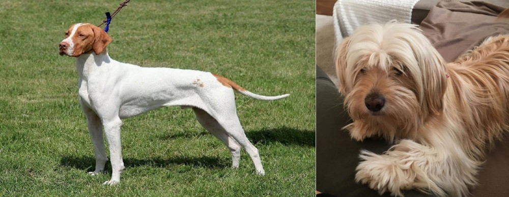 Cyprus Poodle vs Braque Saint-Germain - Breed Comparison