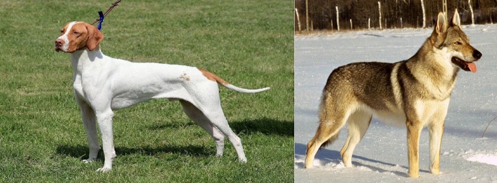 Czechoslovakian Wolfdog vs Braque Saint-Germain - Breed Comparison